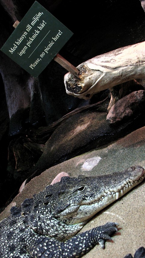 Krokodíl v zoogolickej záhrade v Skansene