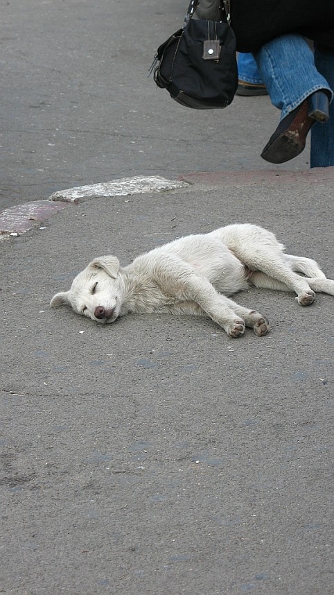 Typický pohľad na rumunských psov